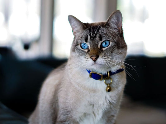 Waarom zit er vaak een belletje aan een kattenhalsband?