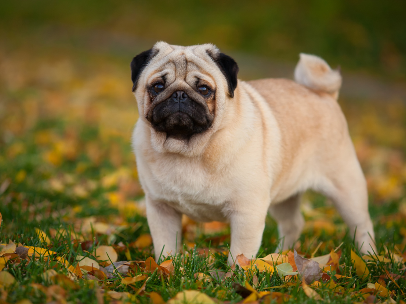 Hondentuigje voor kleine hond